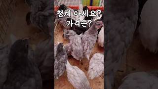 모란5일장! 청계닭 아세요? 마리당 가격? #토종닭 #청계알 #korea chicken #귀촌닭 #Seongnam Outdoor Market, South Korea