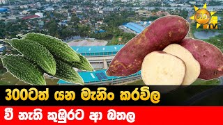 300ටත් යන මැනිං කරවිල - වී නැති කුඹුරට ආ බතල - Hiru News