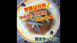 サヨリ好調！サバも大漁！ fishing max武庫川店