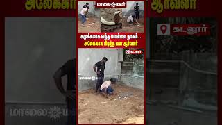 கமுக்கமாக வந்த வெள்ளை நாகம்... அலேக்காக பிடித்த வன ஆர்வலர் | Maalaimalar