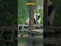 和叶：花花你不要过来啊，你这个小短腿打不过我的 panda pandafushun cute adorablepanda funny cutepanda