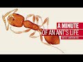 A minute of an ant's life | by Motic Europe