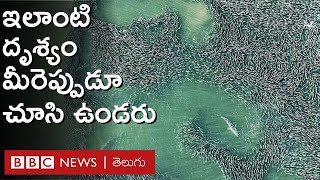 Shark Attack: లక్షలాది చేపల గుంపు మీద ఒక్క షార్క్ దాడి చేస్తే ఎలా ఉంటుందో చూశారా.. | BBC Telugu