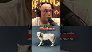 Scientist Brought Back Dire Wolf From Extinction