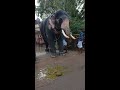 കൊളക്കാടൻ_ഗണപതി കുറിയടി kolakkadan_ganapathi elephant video shorts aanapremi pooram kerala