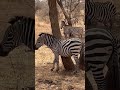 Zebra tackling the itching #shorts #tarangire #zebra