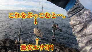 【石鯛釣り】足元にカニをぶっこむだけで簡単に釣れる海の大型肉食魚‼️【レアな魚が釣れました🐟イシガキ石鯛　キンダイかな⁉️】