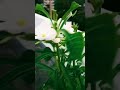 Plumeria Pudica/Nag Champa/ ‌best flowering plant in 🌞 #nagchampa#youtube#short #youtubeshorts#viral