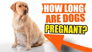 HOW LONG are DOGS PREGNANT?🐶🖐️