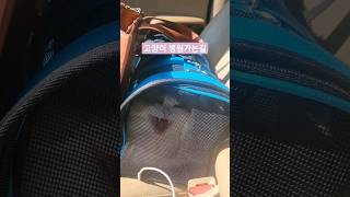 고양이 병원가는길ㅠㅠ #shorts #랙돌고양이 밀크