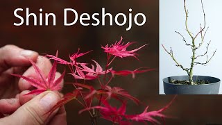 Japanese maple bonsai styling (Shin Deshojo)