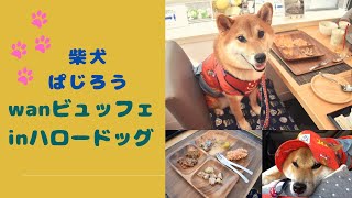 ワンビュッフェしたよ！【ハロードッグ宝塚】柴犬ぱじろう