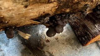 Καλλιέργεια μανιταριών στο σπίτι... Mushroom cultivation at home Pleurotous ostreatus