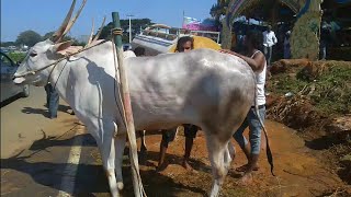 GHATISUBRAMANYA|JATHRE|2021|GHATISUBRAMANYA|CATTLE|FAIR|5LAKHS|BULLS|ಘಾಟಿ ಸುಬ್ರಮಣ್ಯ|ದನಗಳ|ಜಾತ್ರೆ|2021