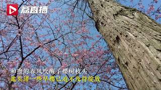 冬尽春暖 樱花将灿 #无锡鼋头渚将迎第一波粉色花海