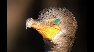 Eerie sounds Double-crested Cormorant Courtship