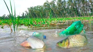 Amazing Plastic Bottle Hook Fish Trap | Traditional Hook Fishing With Beautiful Natural