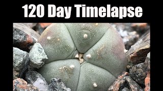 Lophophora williamsii Exposed Root 120 Day Timelapse