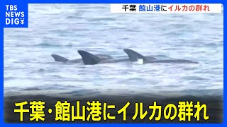 「優雅に涼んでいて、いいな…」千葉・館山港にイルカの群れ　カメラの前でジャンプも｜TBS NEWS DIG