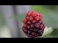 Blackberry Bud to Fruit