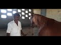 केसर स्टड फार्म stallion sikandar stallion surya