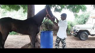 केसर स्टड फार्म  Stallion Sikandar Stallion Surya