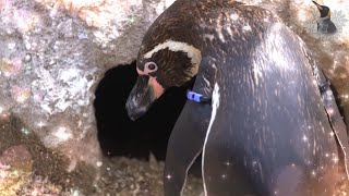 海響館 恋が実ってクネクネするフンボルトペンギン”つゆちゃん”