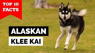 Alaskan Klee Kai - Top 10 Facts