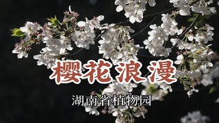 春日限定 浪漫樱花 长沙市区最近赏花地 湖南省植物园