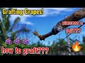 How to Graft grapes? Paano tayo mag graft ng ubas? ibahin natin ang variety natin sa farm! 🍇🍇🍇🙏😁