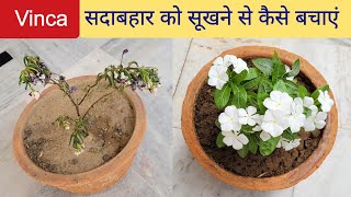 बारिश के मौसम में Vinca सदाबहार को सूखने मरने से कैसे बचाएं, Vinca plant care tips & fertilizer