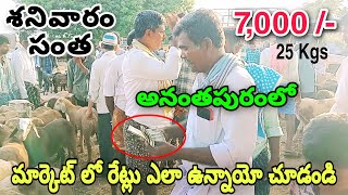 అనంతపురం పశువుల మార్కెట్ పరిస్థితి | Biggest goat market in anantapur | Cattle market latest update