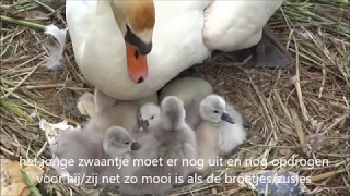 Een kijkje onder moederzwaan haar vleugels en in haar nest