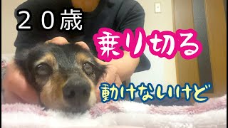 ももとの日々＃277 不安でいっぱいの20歳シニア犬だけど乗り切ろうとしています