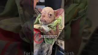 Neglected Hairless Frenchie Looks Like An Old Man | The Dodo