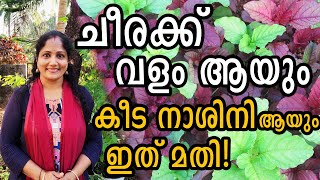 ചീരക്ക് വളം ആയും കീട നാശിനി ആയും ഇത് മതി! | Best Fertilizer/Pesticide for Spinach Plants!