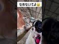 【ベロベロされるキャバリア】牛と犬　黒沢牧場