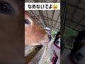 【ベロベロされるキャバリア】牛と犬　黒沢牧場