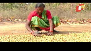 Mahua Collectors Forced To Sale Flowers At Low Price In Bolangir