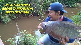 inilah ikan nila besar tarikan nya bikin gemetar tali sampai putus