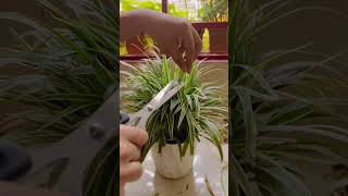 Take care of spider plant? Give it a trim, start afresh🪴 #balconygarden  #spiderplant  #bangladesh