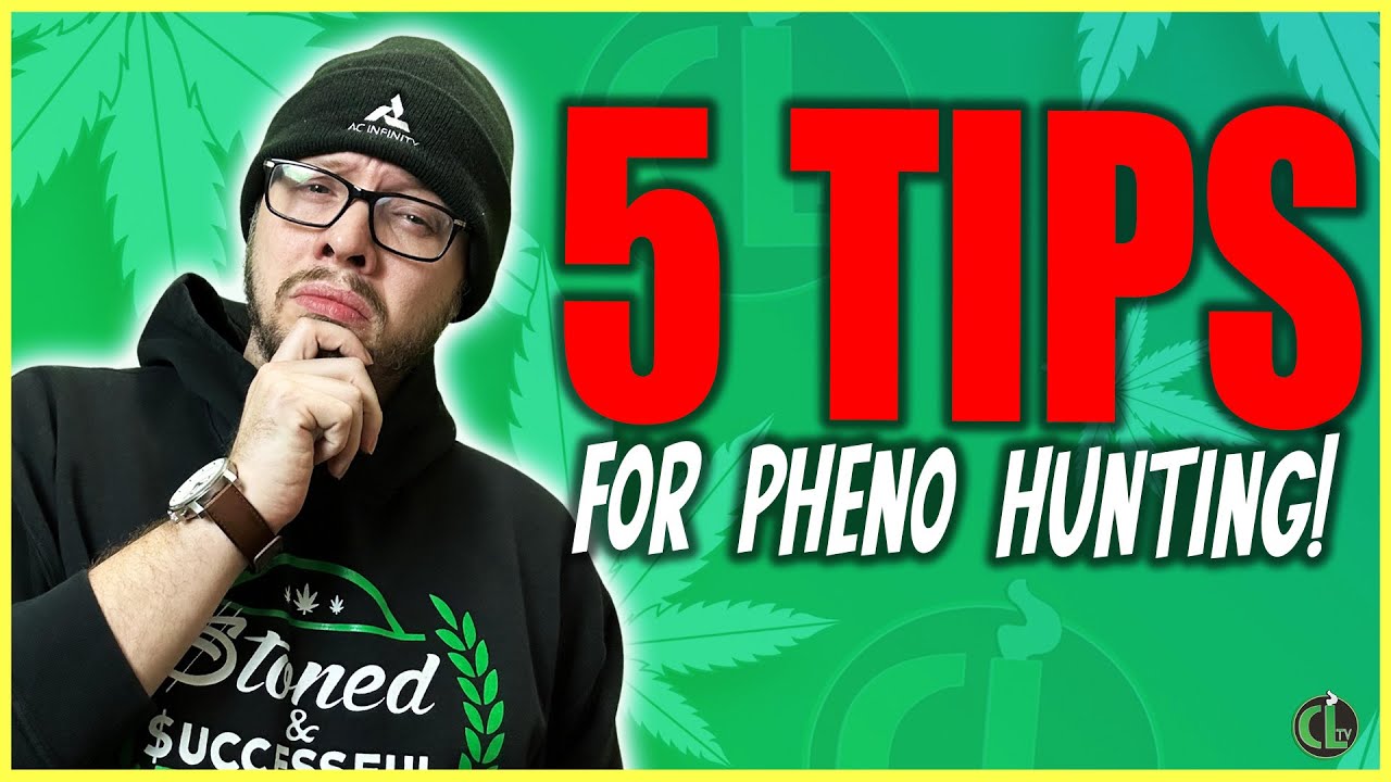5 Tips For Pheno Hunting For New Experienced Growers Youtube