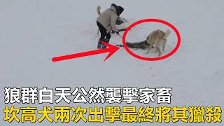 狼群白天公然襲擊家畜，坎高犬兩次獵狼，最後成功將其獵殺#牧羊犬#坎高犬#野狼#狼群#家畜