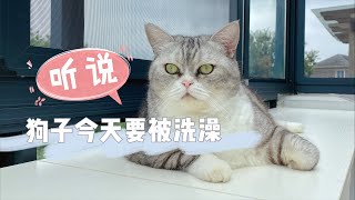 【直播】聽說小狗今天會被洗澡，12隻貓坐等圍觀看笑話｜李喜猫