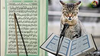 Kucing Mengaji Surat AL MULK Ayat 1  5 Irama Merdu