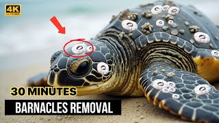 Helping Sea Turtles Remove Barnacles: heart warming Rescue in 20 Minutes!