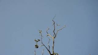 The chestnut-headed bee-eater or bee eater (not sure)