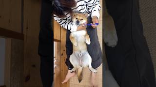 歯磨きからのマッサージに寝落ちする柴犬てぃーだ #柴犬 #柴犬てぃーだ #shorts