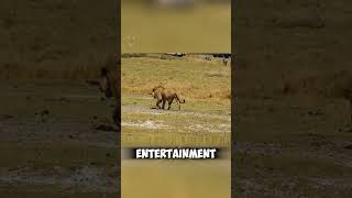 Lion snaps hyena's spine #lion #hyena