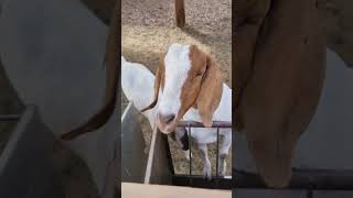 hungry goats